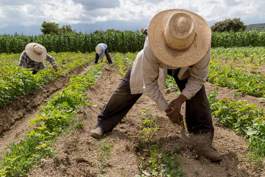 Agriculture Labour